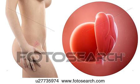 Picture - Illustration of a pregnant woman and 4 week foetus.. Fotosearch