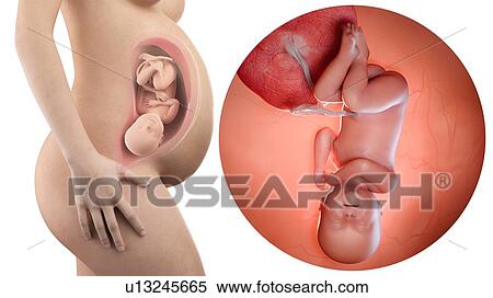 Stock Photography - Illustration of a pregnant woman and 40 week foetus.. Fotosearch