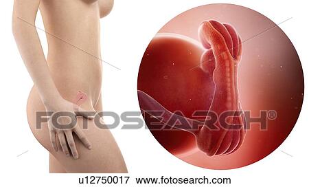 Stock Photo - Illustration of a pregnant woman and 5 week foetus.. Fotosearch
