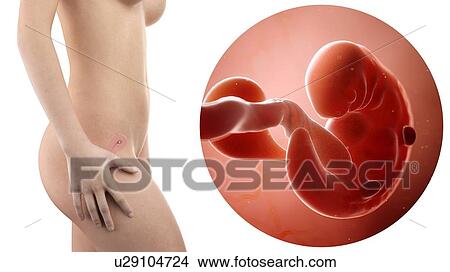Picture - Illustration of a pregnant woman and 6 week foetus.. Fotosearch