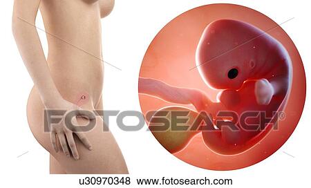 Stock Photo - Illustration of a pregnant woman and 7 week foetus.. Fotosearch
