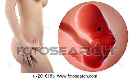 Stock Photography - Illustration of a pregnant woman and 8 week foetus.. Fotosearch