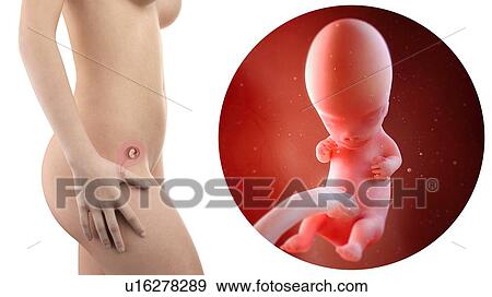 Stock Photo - Illustration of a pregnant woman and 9 week foetus.. Fotosearch