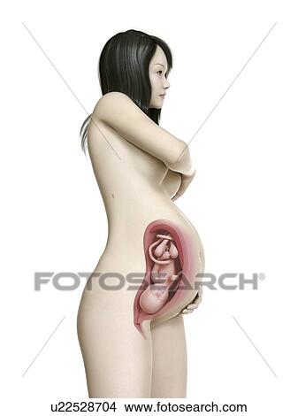 Illustration of a pregnant woman at week 35. View Large Photo Image Picture - Illustration of a pregnant woman at week 35.. Fotosearch