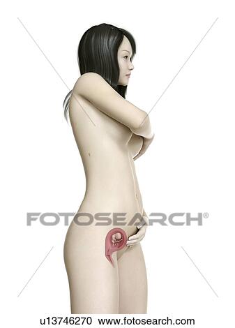 Stock Image - Illustration of a pregnant woman at week 14.. Fotosearch