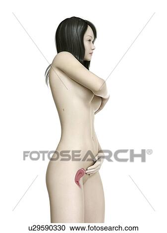 Stock Image - Illustration of a pregnant woman at week 7.. Fotosearch