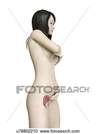 Illustration of a pregnant woman at week 10. View Large Photo Image Stock Image - Illustration of a pregnant woman at week 10.. Fotosearch