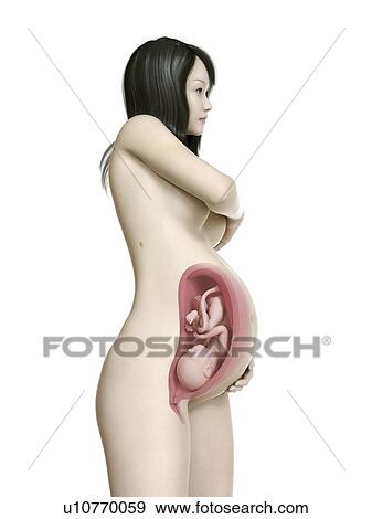 Stock Photo - Illustration of a pregnant woman at week 38.. Fotosearch
