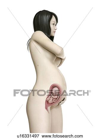 Illustration of a pregnant woman at week 28. View Large Photo Image Stock Photo - Illustration of a pregnant woman at week 28.. Fotosearch