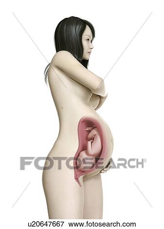 Stock Photo - Illustration of a pregnant woman at week 39.. Fotosearch