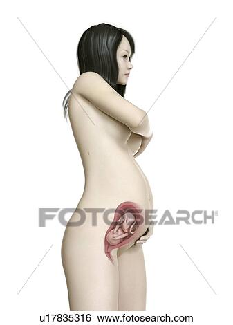 Illustration of a pregnant woman at week 26. View Large Photo Image Stock Photograph - Illustration of a pregnant woman at week 26.. Fotosearch