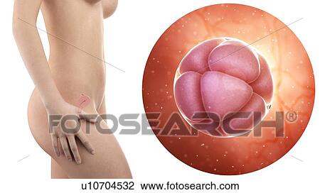 Stock Image - Illustration of a pregnant woman with visible uterus and 8 cell stage embryo.. Fotosearch
