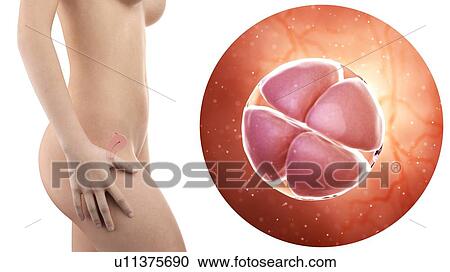 Stock Image - Illustration of a pregnant woman with visible uterus and 4 cell stage embryo.. Fotosearch
