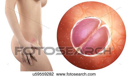 Stock Image - Illustration of a pregnant woman with visible uterus and 2 cell stage embryo.. Fotosearch