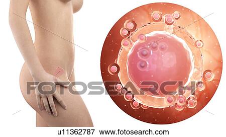 Stock Photo - Illustration of a pregnant woman with visible uterus and unfertilized egg cell.. Fotosearch