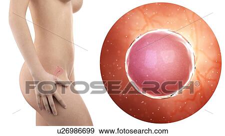 Stock Photo - Illustration of a pregnant woman with visible uterus and fertilized egg cell.. Fotosearch