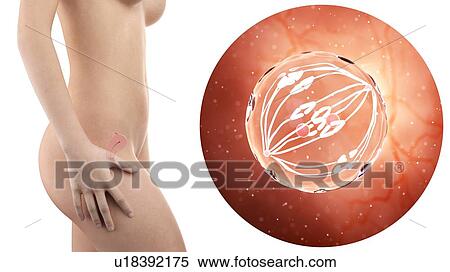 Stock Photography - Illustration of a pregnant woman with visible uterus and dividing cell.. Fotosearch
