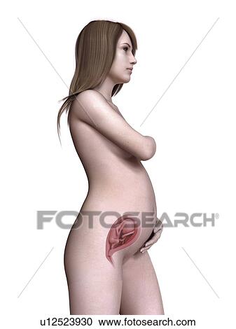 Stock Image - Illustration of a pregnant women at week 23.. Fotosearch