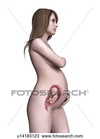 Stock Image - Illustration of a pregnant women at week 27.. Fotosearch