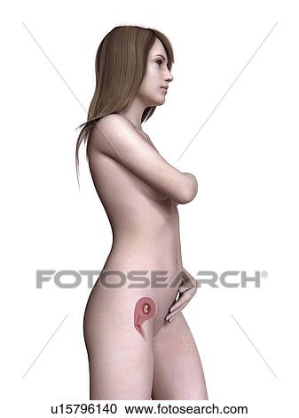 Stock Image - Illustration of a pregnant women at week 10.. Fotosearch