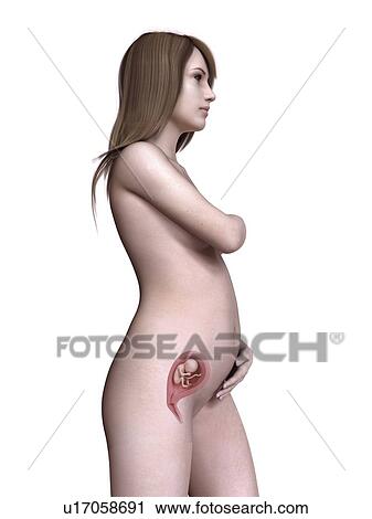 Stock Image - Illustration of a pregnant women at week 19.. Fotosearch