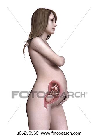 Stock Image - Illustration of a pregnant women at week 29.. Fotosearch