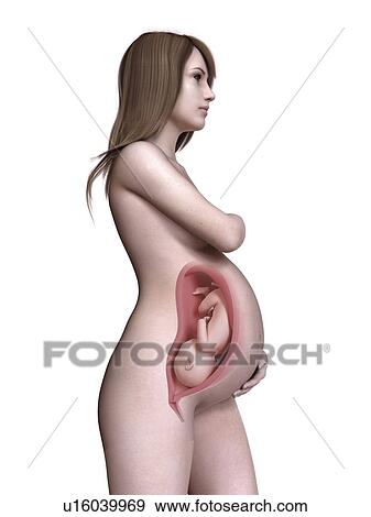 Stock Photo - Illustration of a pregnant women at week 39.. Fotosearch