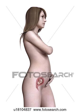 Stock Photo - Illustration of a pregnant women at week 17.. Fotosearch