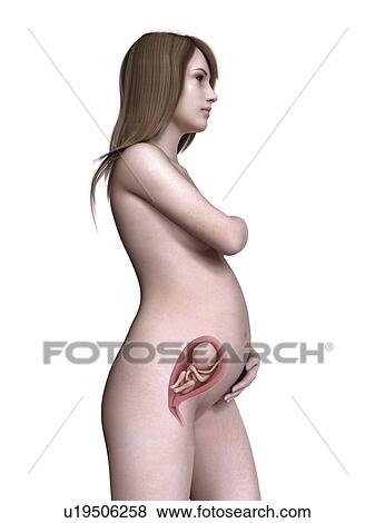 Stock Photo - Illustration of a pregnant women at week 24.. Fotosearch