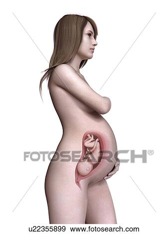 Stock Photo - Illustration of a pregnant women at week 32.. Fotosearch