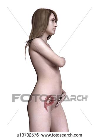 Stock Photograph - Illustration of a pregnant women at week 15.. Fotosearch