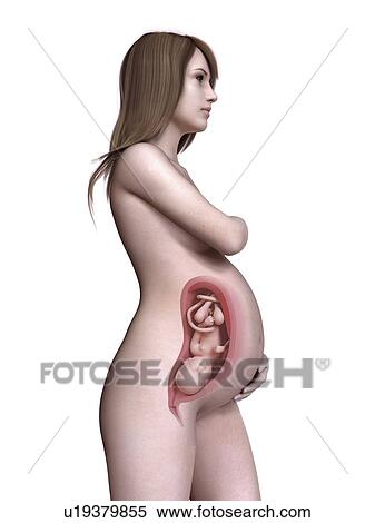 Stock Photography - Illustration of a pregnant women at week 35.. Fotosearch
