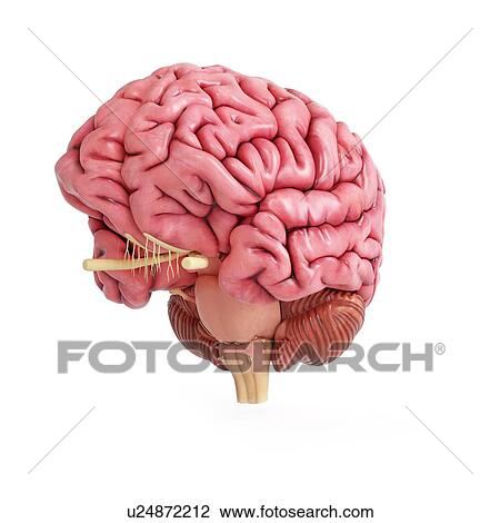 Illustration of a realistic human brain. View Large Photo Image Stock Image - Illustration of a realistic human brain.. Fotosearch