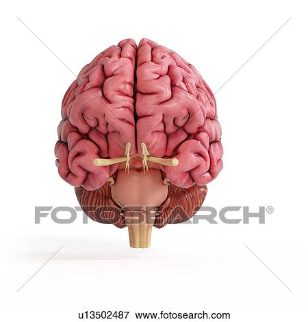 Illustration of a realistic human brain. View Large Photo Image Stock Photo - Illustration of a realistic human brain.. Fotosearch