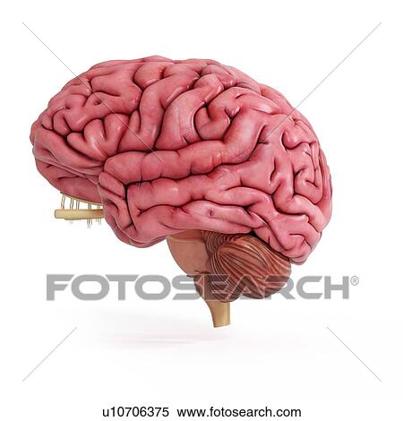 Stock Photography - Illustration of a realistic human brain.. Fotosearch