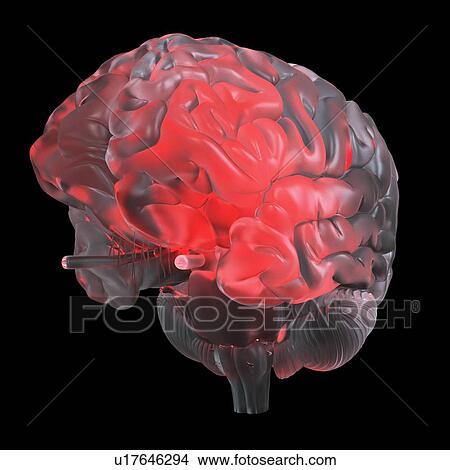 Illustration of a red glowing glass brain. View Large Photo Image Picture - Illustration of a red glowing glass brain.. Fotosearch