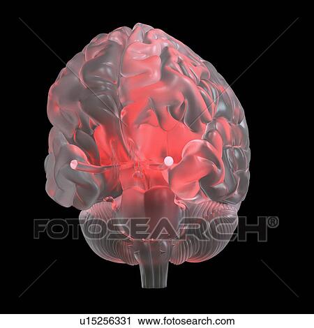 Illustration of a red glowing glass brain. View Large Photo Image Stock Image - Illustration of a red glowing glass brain.. Fotosearch
