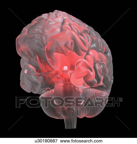 Illustration of a red glowing glass brain. View Large Photo Image Stock Photo - Illustration of a red glowing glass brain.. Fotosearch
