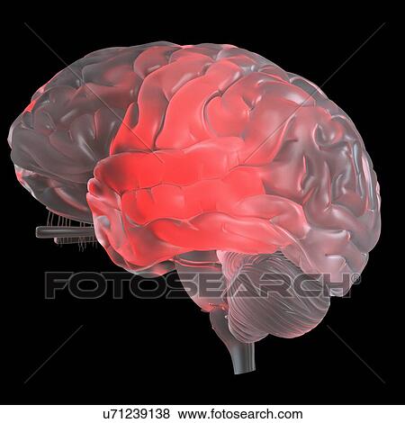 Stock Photo - Illustration of a red glowing glass brain.. Fotosearch