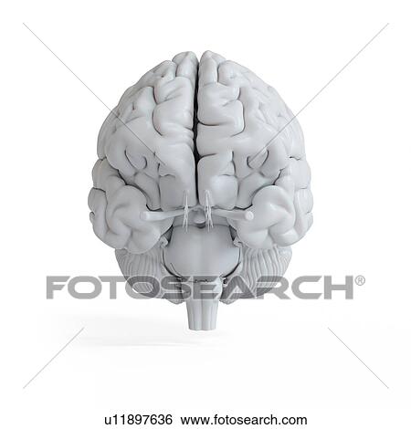 Stock Photograph - Illustration of a white brain.. Fotosearch