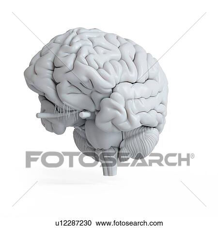 Stock Image - Illustration of a white human brain.. Fotosearch