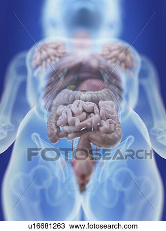 Illustration of a woman's abdominal organs. View Large Photo Image Stock Image - Illustration of a woman's abdominal organs.. Fotosearch