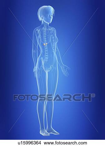 Illustration of a woman's adrenal glands. View Large Photo Image Picture - Illustration of a woman's adrenal glands.. Fotosearch