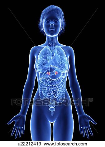 Stock Photo - Illustration of a woman's adrenal glands.. Fotosearch