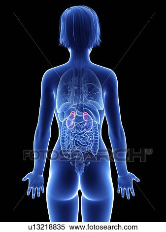 Illustration of a woman's adrenal glands. View Large Photo Image Stock Photography - Illustration of a woman's adrenal glands.. Fotosearch