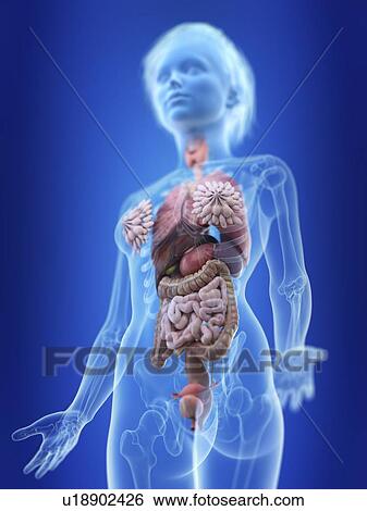 Illustration of a woman's anatomy. View Large Photo Image Stock Photograph - Illustration of a woman's anatomy.. Fotosearch