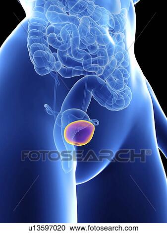 Stock Image - Illustration of a woman's bladder.. Fotosearch
