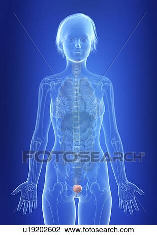 Illustration of a woman's bladder. View Large Photo Image Stock Image - Illustration of a woman's bladder.. Fotosearch