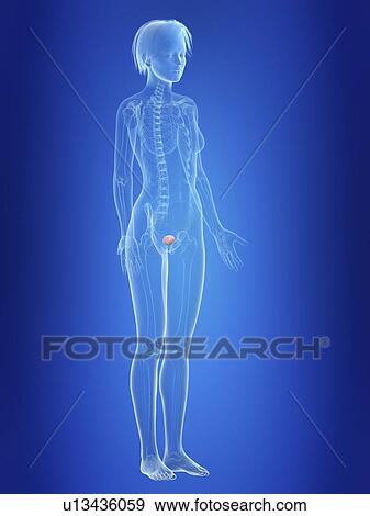 Illustration of a woman's bladder. View Large Photo Image Stock Photo - Illustration of a woman's bladder.. Fotosearch