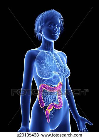 Illustration of a woman's colon. View Large Photo Image Stock Image - Illustration of a woman's colon.. Fotosearch
